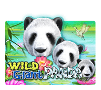 WILD GIANT PANDA